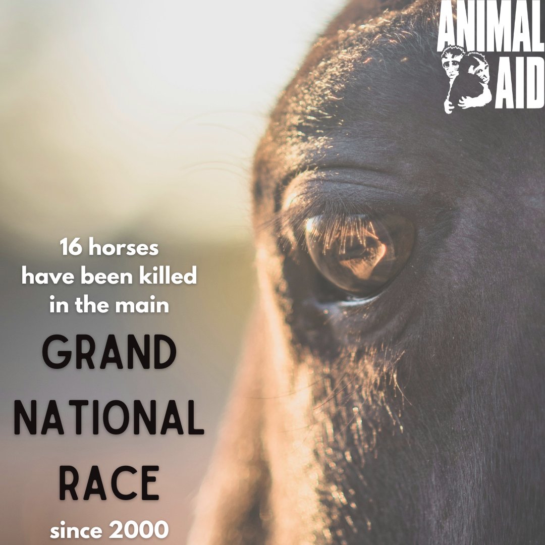 💔 16 horses have been killed in the main Grand National Race since 2000. This is not sport or entertainment, this is animal abuse. Take action now ➡️ animalaid.org.uk/BanJumpRacing
