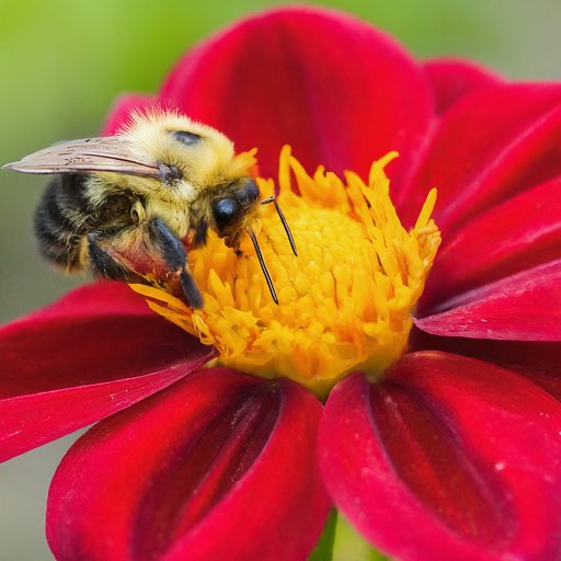 Did you know rising temperatures disrupt bee pollination, threatening 75% of the world's food crops? We are in dire need of more bee-friendly gardens & support for sustainable farming practices. #ClimateAction #Sustainability