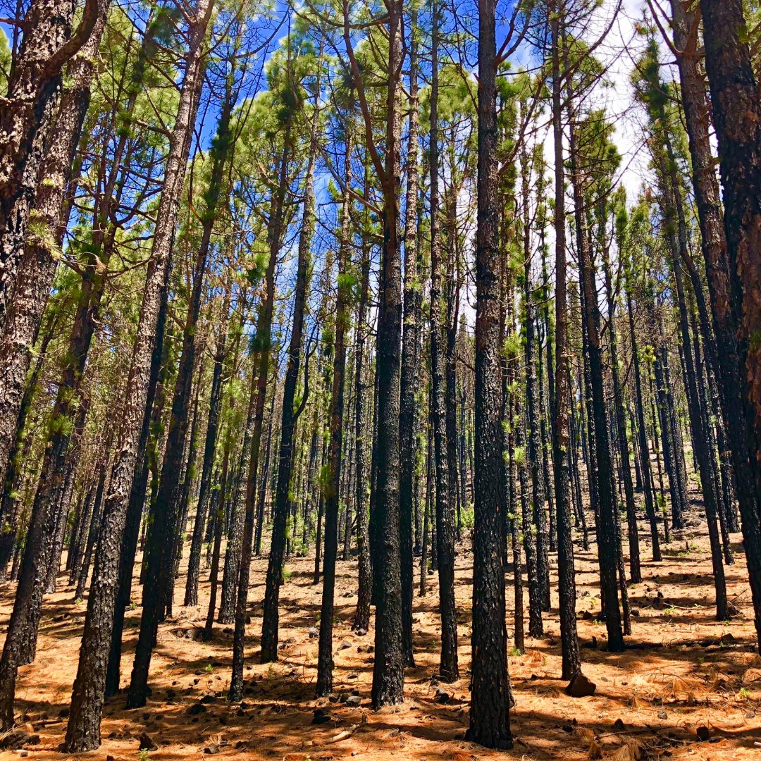 'Our results provide strong evidence for the use of fuel treatments to mitigate fire behavior & resulting fire severity even under extreme fire weather conditions.' Read research on forest thinning & #RxFire to reduce wildfire severity & impacts. fireecology.springeropen.com/articles/10.11…