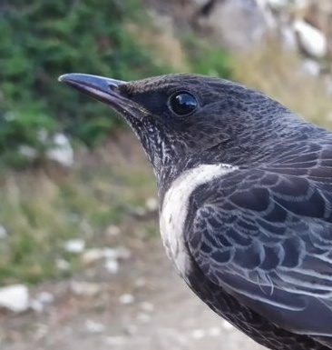 Francisco M. Camacho tweet media