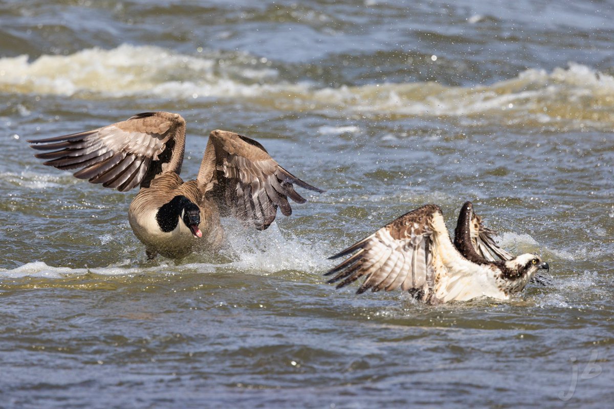 Canadien Goose -vs- Osprey! #TwitterNatureCommunity #BirdsSeenIn2024 #BirdTwitter #birding #birds #birdsofprey #birdphotography #ThingsOutside #ThePhotoHour #birder #birdwatching #NaturePhotography #BirdsOfTwitter