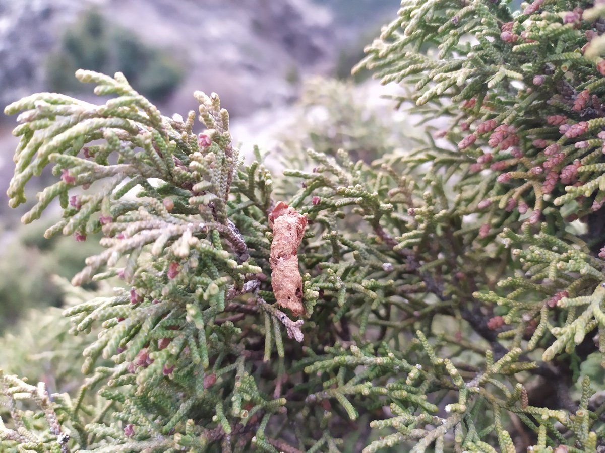 En esta época, sabinares y enebrales en fruto acogen aves 🐦‍⬛en migración prenupcial, como el mirlo capiblanco, donde encuentra alimento. A cambio, las semillas de estas especies pueden dispersarse largas distancias mediante el vuelo de estas aves.
nature.com/articles/s4158…