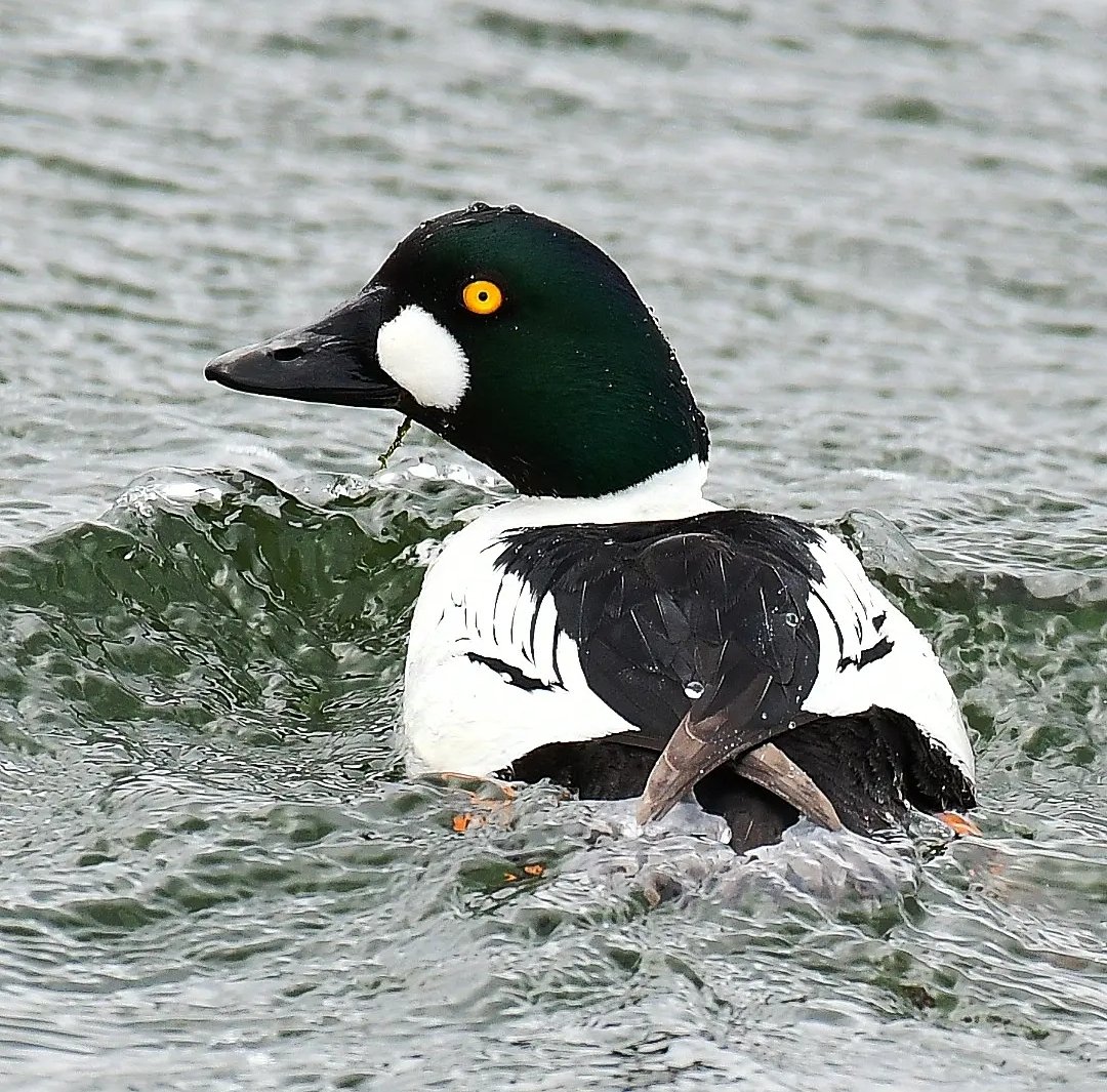 Male GoldenEye, this morning at Chew Valley Lake