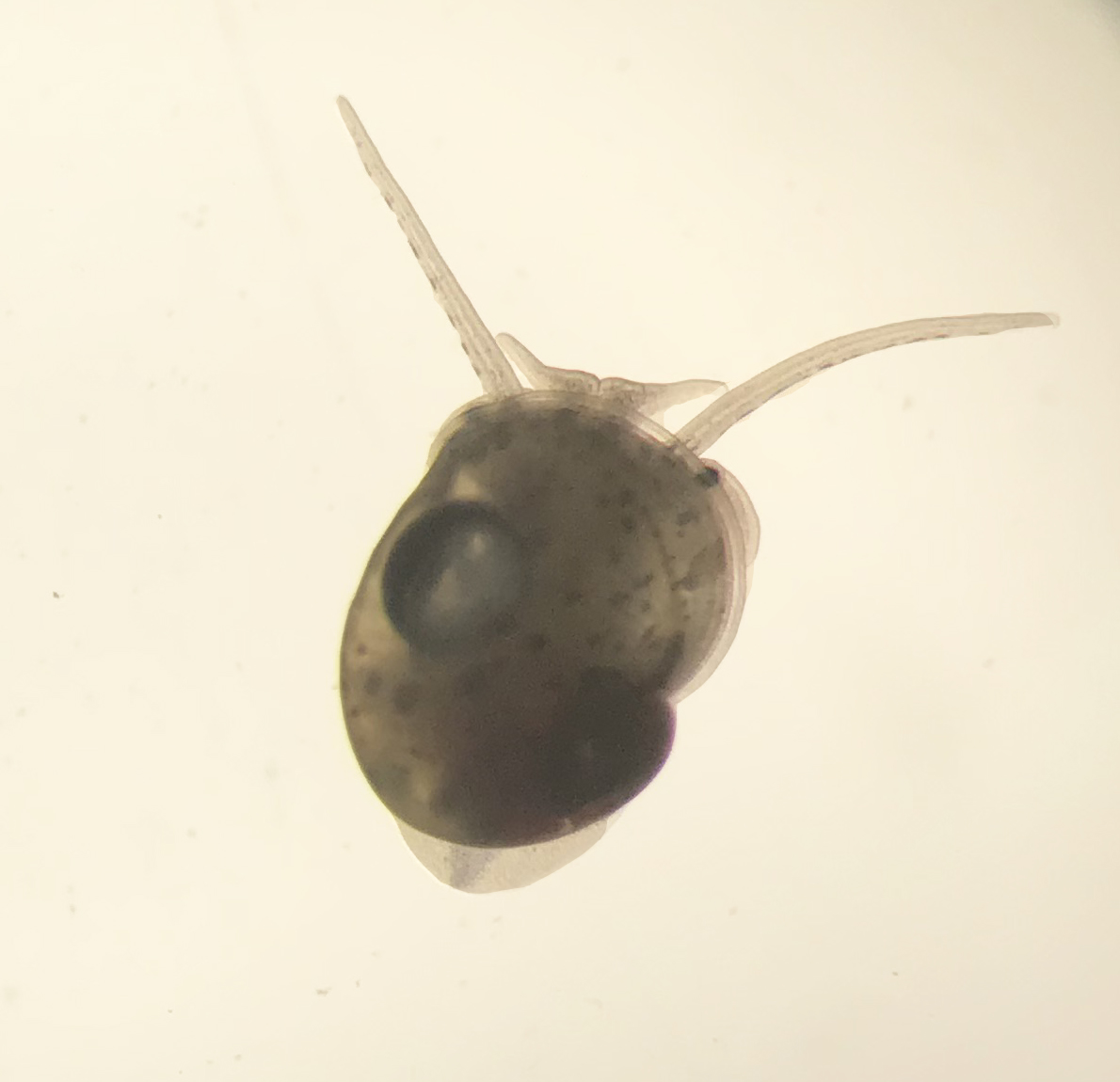 ScienceStowers's tweet image. Let’s take a look #UnderTheScope! 👀🔬 This is an apple snail hatchling, which has an eye similar to the human eye except that it can completely #regenerate. 🐌

Learn more about this #UnordinaryOrganism: bit.ly/49D1B5T