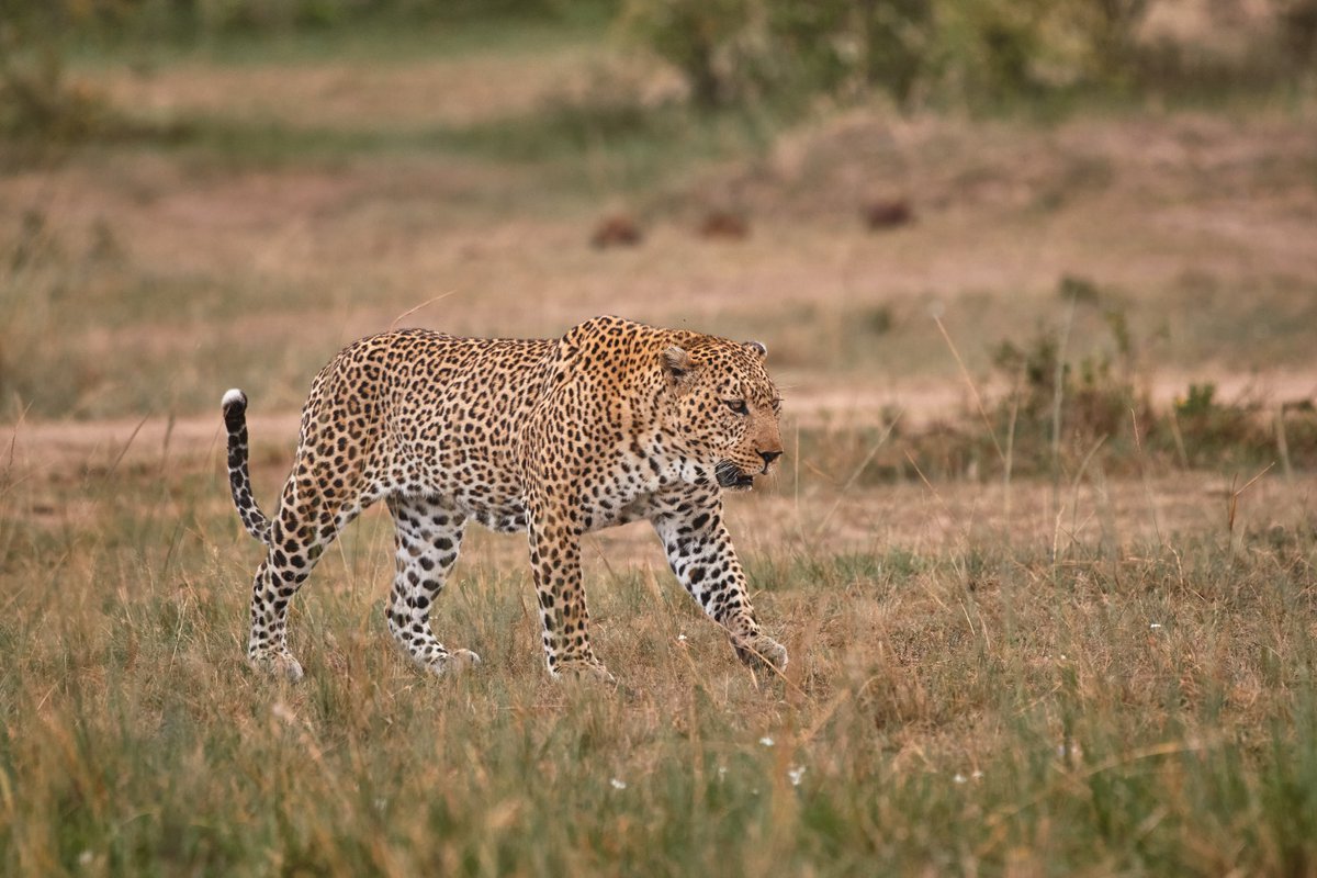 Bad arse Lolgorgol on the move | Masai Mara | Kenya
.
.

#liveforthestory #leopard #KenyaWildlife #protectourplanet #masaimara #savetheanimals #natgeoplanet #bownaankamal #jawsafarica #mammalsofafrica #leopardsofafrica #planetwildlife #naturettl #leopards #natgeode…