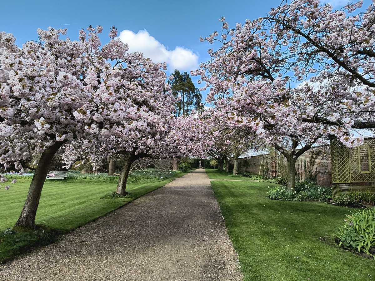 Peaceful gardens @DoddingtonHall with cherry blossoms in full bloom 🌸 #EasterBankHoliday #Spring #Lincoln