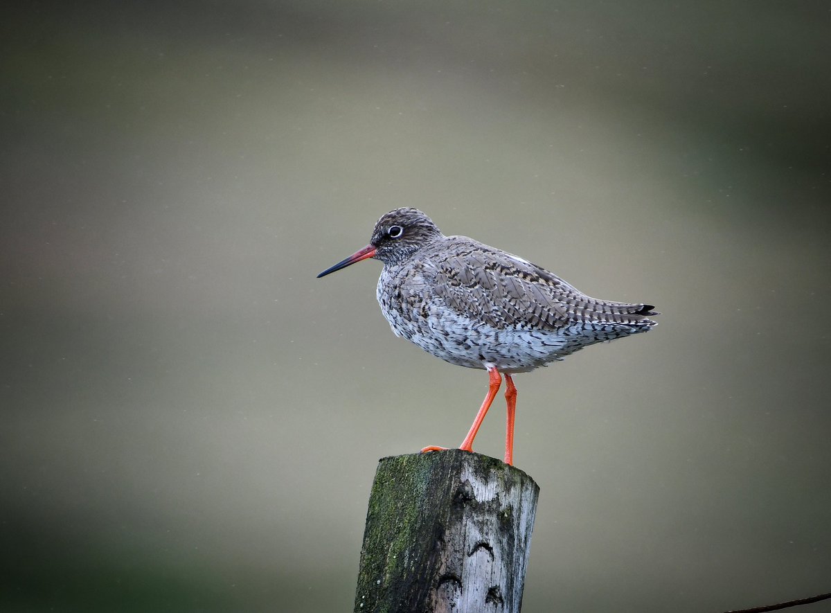 Snipe, Skylark, Golden Plover and Redshank in Teesdale today @teesbirds1 @DurhamBirdClub @Natures_Voice @BBCSpringwatch @bbcwildlifemag