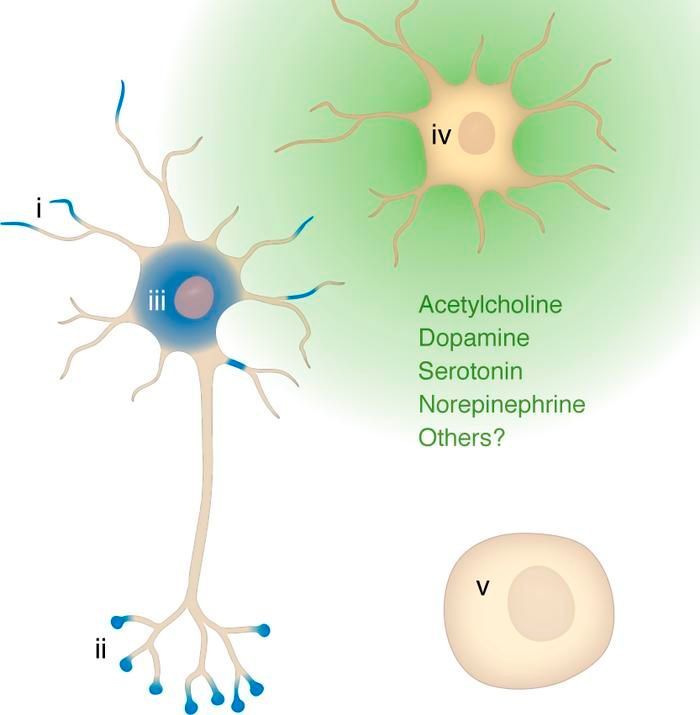 #Review by ASCI member @NicoleCalakos @DukeMedSchool in @jclinicalinvest: The integrated stress response pathway and neuromodulator signaling in the brain: lessons learned from dystonia: buff.ly/43EeLy3