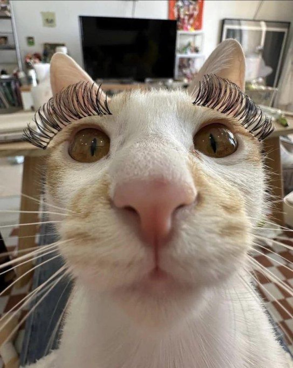 Cats With tweet media