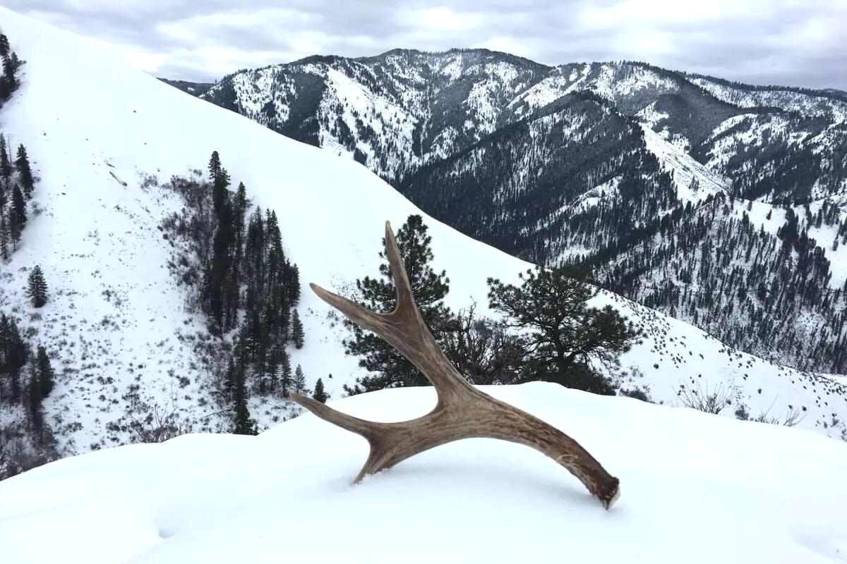 How has your shed hunting season been? gameandfishmag.com/editorial/shed… #gameandfishmag #shedhunting #antlers #spring