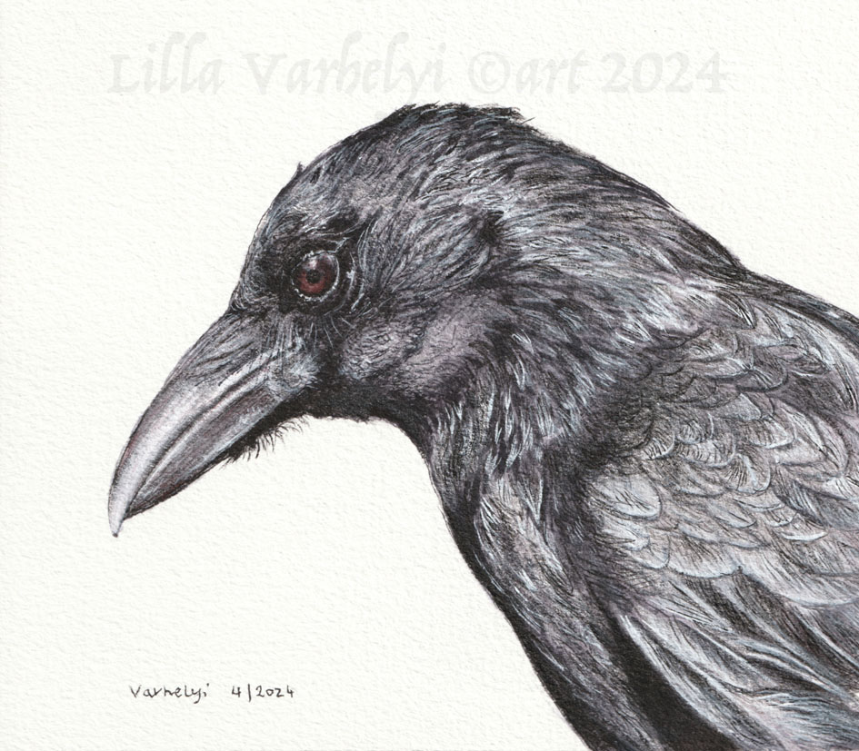 Es folgt Rabenvogel 26
Neues Tuschebild,erwerblich😊New #Inkpainting ForSale 14x16cm #artforsale #tusche #kunstkaufen #crow #wildlifeart #kleineKunstklasse #wildlifedrawing #vogel #originaldrawing #vogelliebe #birds #originalart #krähe #birdart #BirdsOfTwitter #vögel #kunstkaufen