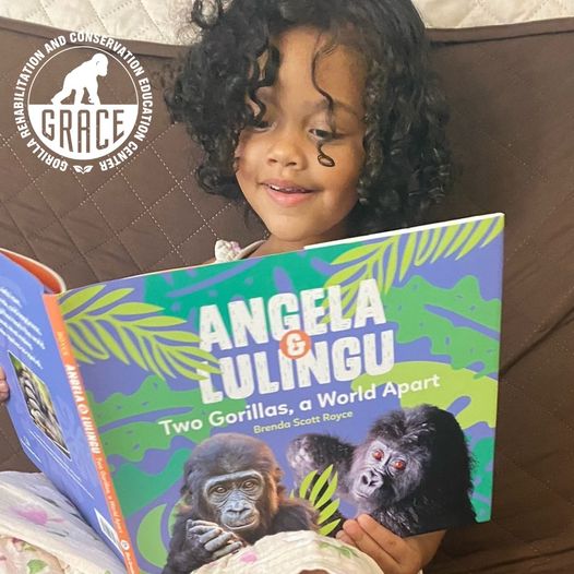 Brenda Scott Royce is a finalist for a Benjamin Franklin Award for "Angela and Lulingu: Two Gorillas, a World Apart," a story about two gorillas - one at <a href="/LAZoo/">Los Angeles Zoo</a> and one in the <a href="/GRACEgorillas/">GRACE Gorillas</a> sanctuary in #DRCongo. We'll be rooting for you, Brenda!