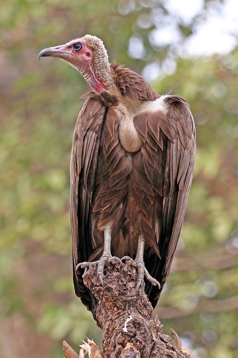 Tell me when was the last time you saw this bird in Nigeria #TrendingStory #Trending #animals #Everyworld #Everyone #NigeriaNews #wildlifephotography #VijenderSingh #Kazuha #النصر_ابها #PeopleNotPolitics