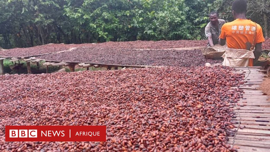 Les producteurs ivoiriens espèrent tirer profit de la hausse du prix du cacao bbc.in/4aH11Vk