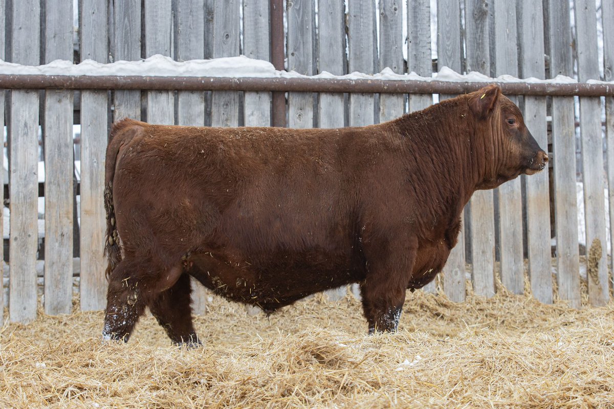 Nielson Land &amp; Cattle w/ C &amp; E Stephens Farms Bull Sale is now live on <a href="/DirectLivestock/">DLMS</a> farmgate timed auction. Runs until 7:00pm cst tomorrow April 4th, 2024. Come check all the bulls out at Nielson’s yard 4 miles west of Craik on 732 all day tomorrow. farmgatetimedauctions.ca/auction/23589