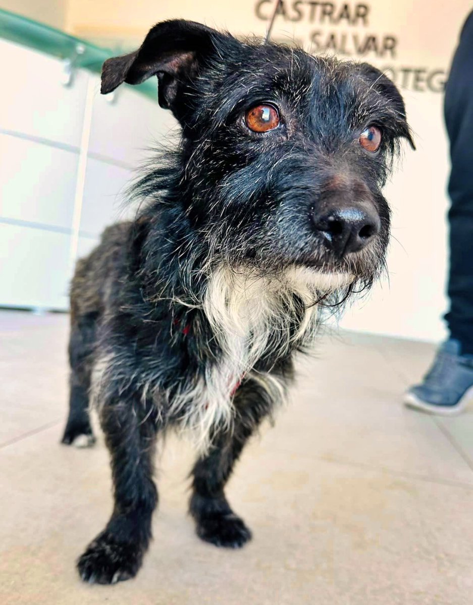 #Murcia
Este perrito de 10 añines y solo 6 Kg, se llama #RICKY. 
Ha vivido toda su vida encerrado en una cochera, hasta que su dueña ha decidido darlo en adopción.

Está deseando encontrar un hogar para siempre donde le den el amor y la compañía que nunca ha tenido.

Bueno y