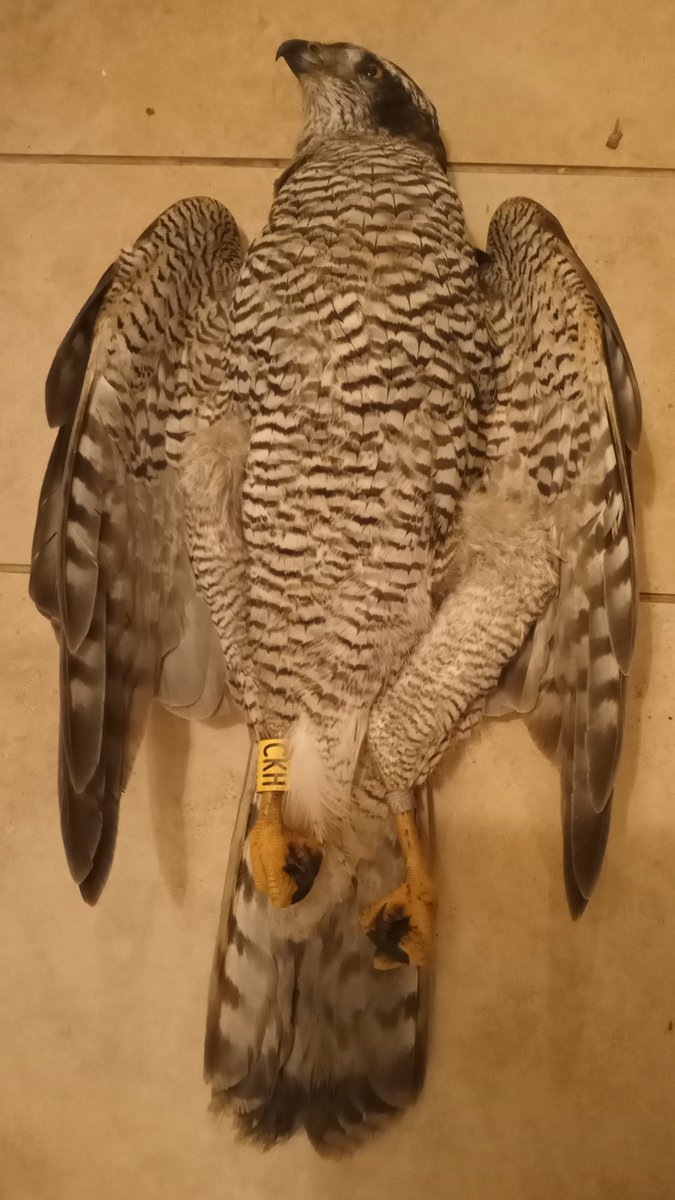 RaptorPersUK's tweet photo. Goshawk shot &amp; killed in Forest of Dean - Police appeal for information.

Press release from Glos Police ⬇️⬇️

https://t.co/ycinf2Qmac https://t.co/E5wC0YN3L9