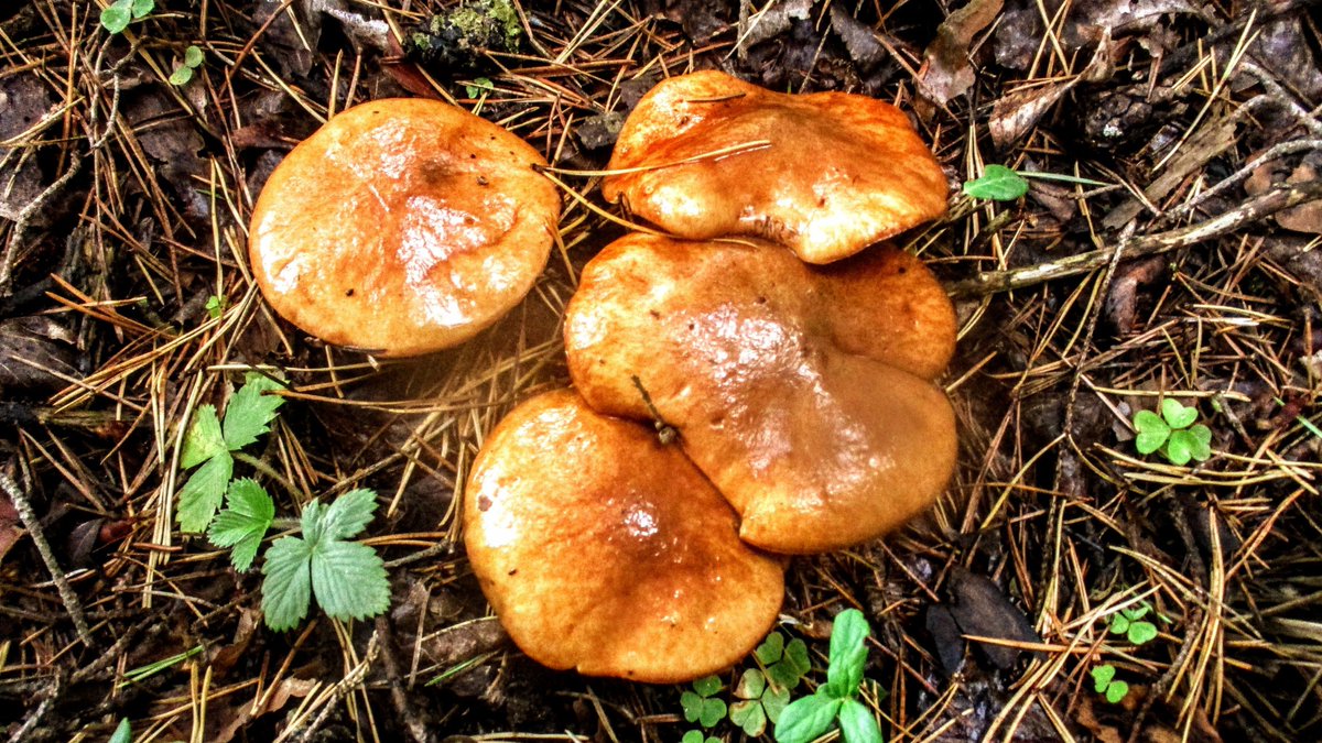 Firstonx's tweet photo. #suillus #fungi #mushrooms #photography https://t.co/JBrqMnU2cj