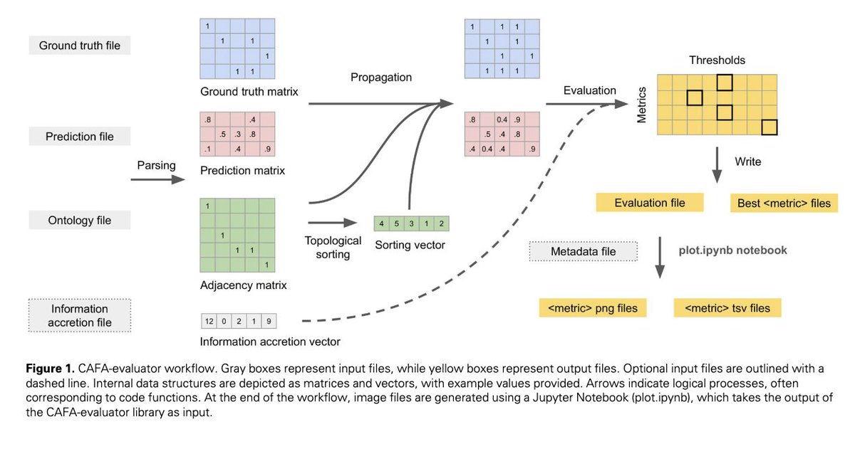 Bioinformatics Advances (@bioinfoadv) on Twitter photo 🔬 Introducing "CAFA-evaluator: a Python tool for benchmarking ontological classification methods" - a powerful software that reliably evaluates prediction methods for hierarchical data like Gene Ontology annotations!🧬doi.org/10.1093/bioadv… <a href="/DamianoPiovesan/">damiano piovesan</a> <a href="/iddux/">Iddo Friedberg 💔𐤅𐤉𐤃𐤏</a> <a href="/pedjagogue/">Predrag Radivojac</a> 🔬 Introducing "CAFA-evaluator: a Python tool for benchmarking ontological classification methods" - a powerful software that reliably evaluates prediction methods for hierarchical data like Gene Ontology annotations!🧬doi.org/10.1093/bioadv… <a href="/DamianoPiovesan/">damiano piovesan</a> <a href="/iddux/">Iddo Friedberg 💔𐤅𐤉𐤃𐤏</a> <a href="/pedjagogue/">Predrag Radivojac</a>