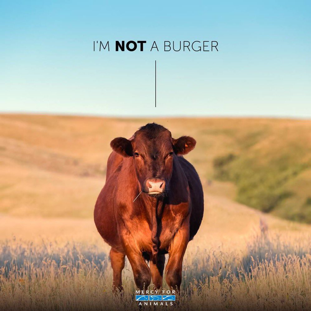 kirawontmiss's tweet photo. that cow did NOT say this shit😭 https://t.co/d8mIfluWqB