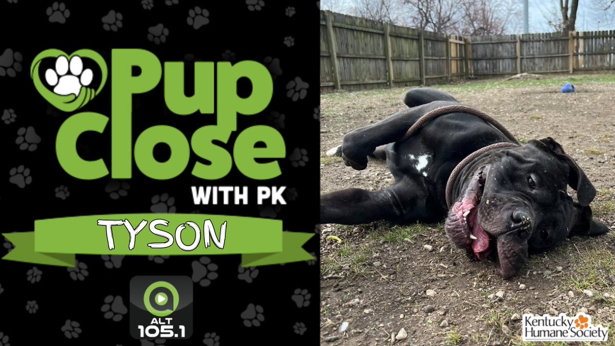 It's time to get #PupCloseWithPK and @kyhumane! Meet Tyson! This Cane Corso mix is full of love and just needs someone to share it with! If you want to get more info on this pup, hit the link below!

alt1051.com/pup-close-with…