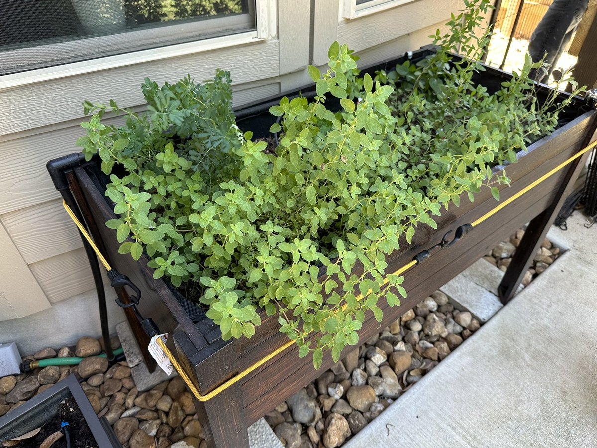 Plants going back to the yard now that weather is warmer. Herb garden is thriving.