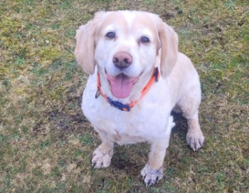 🆘2 APR 2024 #Lost BRUCE #ScanMe NERVOUS Lemon Roan Cocker Spaniel Male #Hayle area #Cornwall #TR27 Owner was attending funeral. Dog escaped from person minding, by pulling out of collar & lead. Has recently been clipped off, looks like a small Lab. doglost.co.uk/dog-blog.php?d…