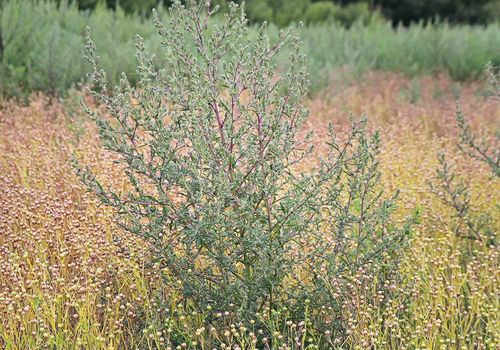 Prairie producers concerned about herbicide resistant weeds ow.ly/eqf950R7Kbx #westcdnag #cdnag #WP100