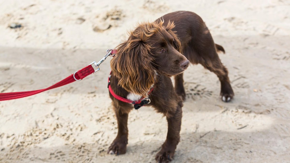 Join local dog trainer Debbie from Building Behaviours with your four-legged loved ones, as she leads you through #NTsandilands on our monthly dog walk 🐶

🗓️Wednesday 10 April, 10am 

For full details, please visit nationaltrust.org.uk/sandilands

#DogWalk #NTMidlands