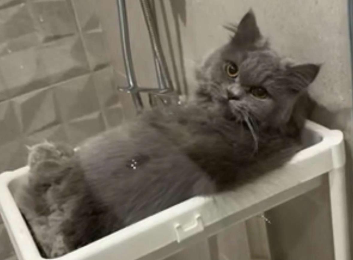 كتن شيرازيه-روسيه  عمرها حول ٥ شهور  تم رميها وكانت فوق عداد كهرب بالايام عالقه بدون اكل وشرب.  ولا استطيع العنايه بها لحساسيتي الشديده.  القطه اليفه جدا  ساعدو بالنشر رجاء لان مالها مكان عندي
مدينة #الخبر
رقم التواصل
050 669 1087