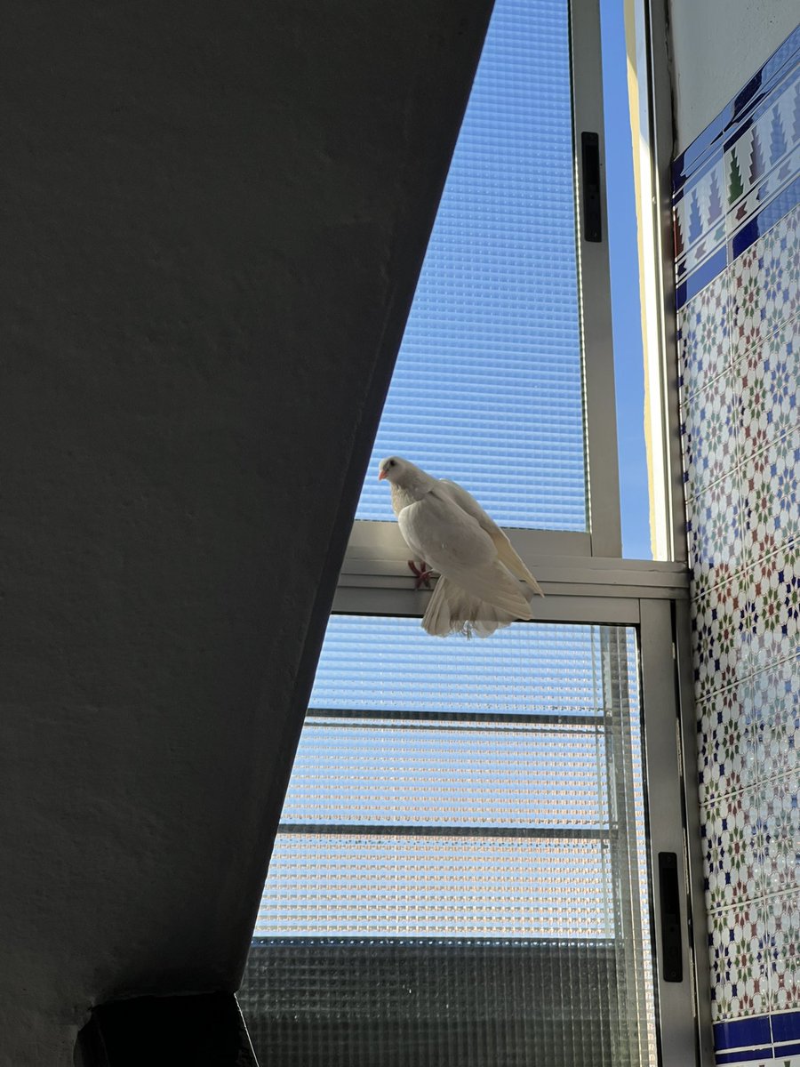 Imagina tener fobia a los pájaros y encontrarte esto por las escaleras DE TU PUTA CASA CHOCANDOSE CON LAS PAREDES ME MUEROOOO