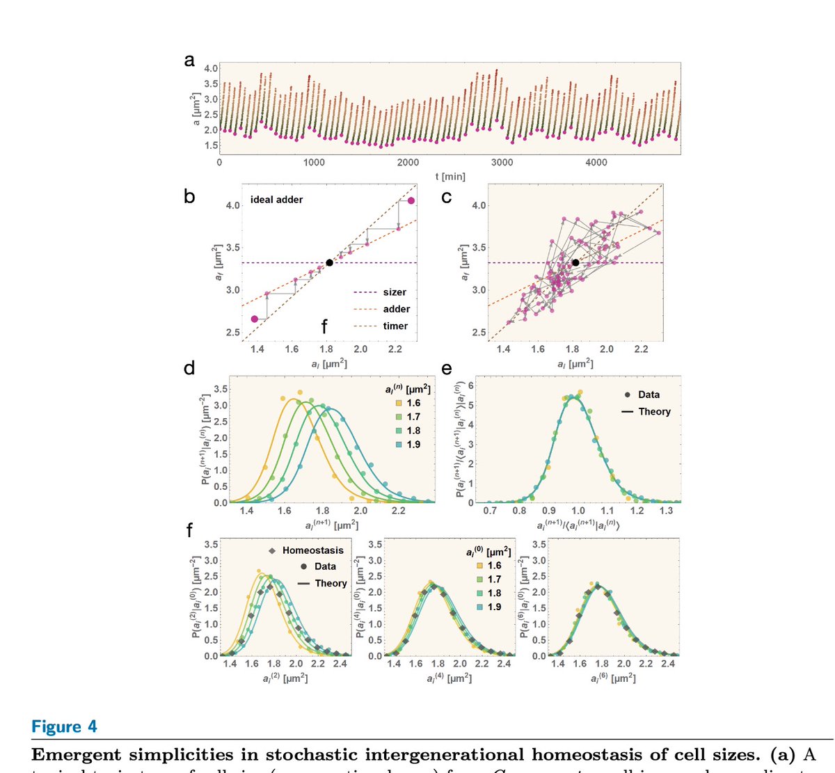 Emergent Simplicities in the Living Histories of Individual Cells Co-led by Charlie Wright and Kunaal Joshi in the @IyerBiswas group, along with Profs Rudro R Biswas and Sri Iyer-Biswas To appear in @AnnualReviews of Cond Matt Physics Preprint 🔗: arxiv.org/abs/2404.01682