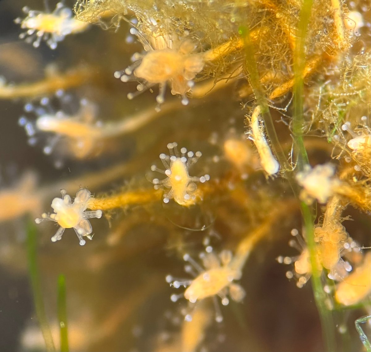 Hop_ton_gar's tweet photo. Sticky guys 
#hydrozoa https://t.co/sgrpx3mRxj