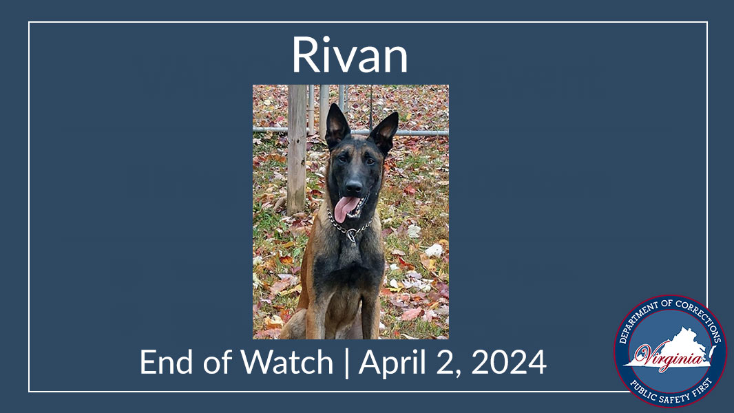 The VADOC is mourning the line of duty death of Rivan, a K-9 killed by MS-13 gang members while heroically protecting its assigned Corrections Officer, staff, and inmates at Sussex I State Prison. Read more: ow.ly/n0Wo50R7Nic