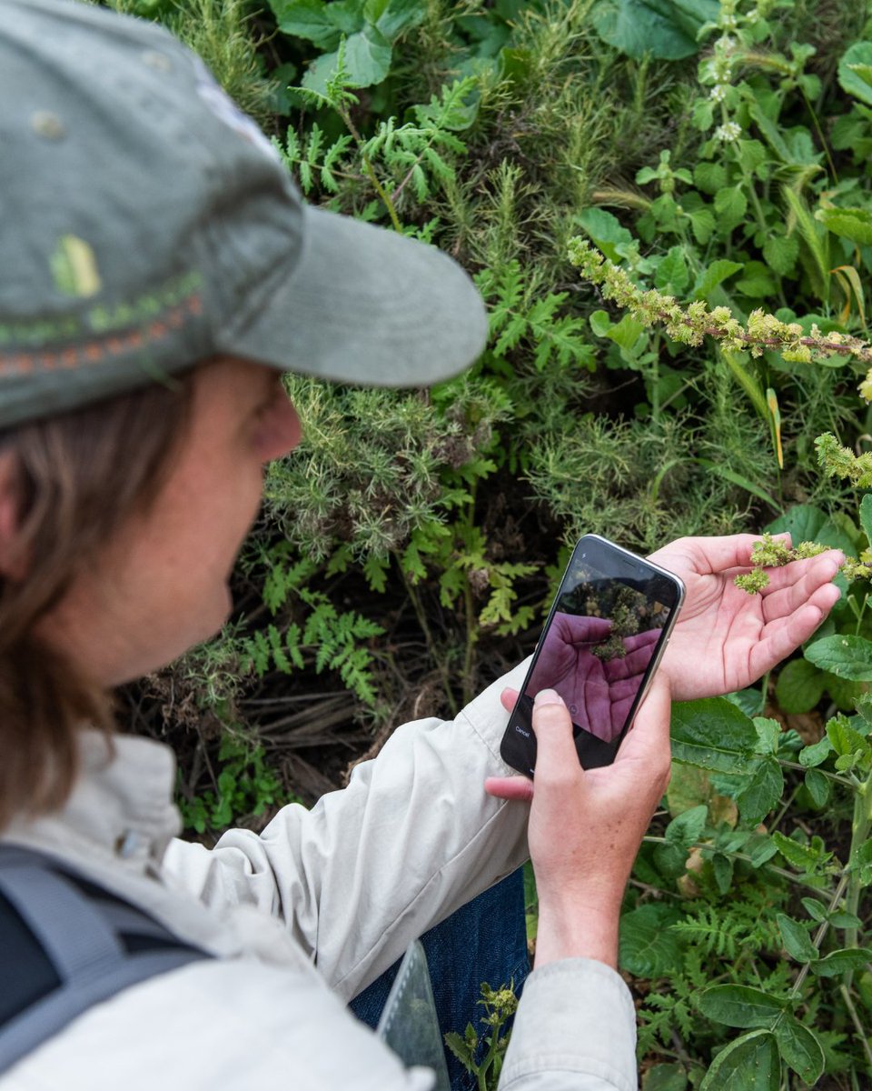 Our dedicated IRC staff are not just observers, but explorers of the natural world. With curiosity as their compass, they seek to understand and appreciate the beauty of the plants that surround us. Join us in celebrating their passion for conservation.