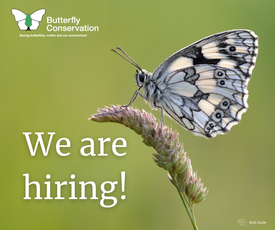 Are you passionate about the environment and engaging young people and communities in nature? We have two exciting opportunities to join our team: 🦋 Youth Engagement Officer 🦋 Big City Butterflies Engagement Officer Find out more & apply 👉 butrfli.es/2KOjLdm