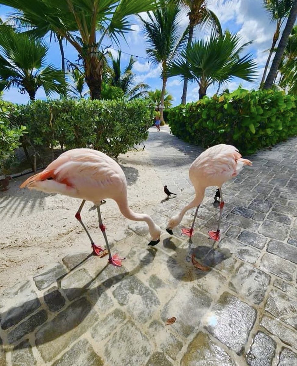 B&W Wednesday…this one hurts. 😂 Scroll for original.

Flamingo Beach Aruba. 🦩

#SusieQTravels #OklahomaTravelAgent #travel #vacation #ibookalldestinations #supportsmallbusiness #bnwwednesday #aruba #onehappyisland #flamingoisland #flamingoislandaruba 🩷