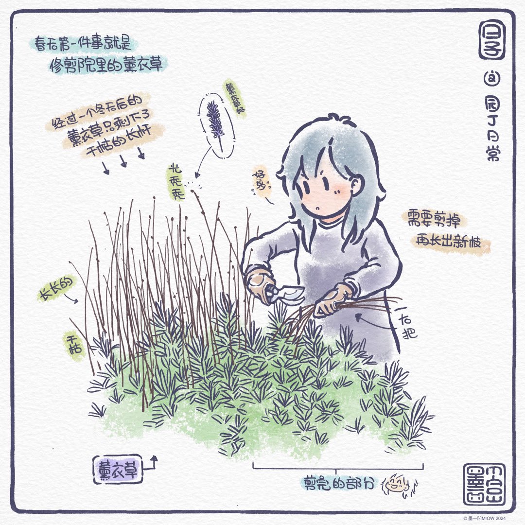Days - Giving my lavender a haircut … 

#gardening #comic #comicartist #days #日子 #漫画 #日常 