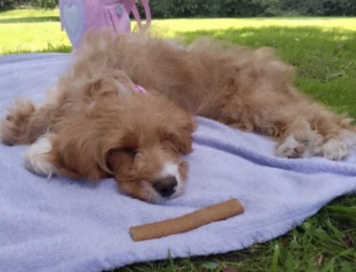 #SpanielHour 

PEACH missing/possibly stolen 
18/2/24 
#Palacefields #Runcorn #WR7 

Only 10 months old and her family are desperate to find her 
Female apricot & white #Cockapoo 
Little pink dot on nose 
CHIPPED 
doglost.co.uk/dog-blog.php?d…

@WidnesRuncornWN @JacquiSaid @RachaelB100