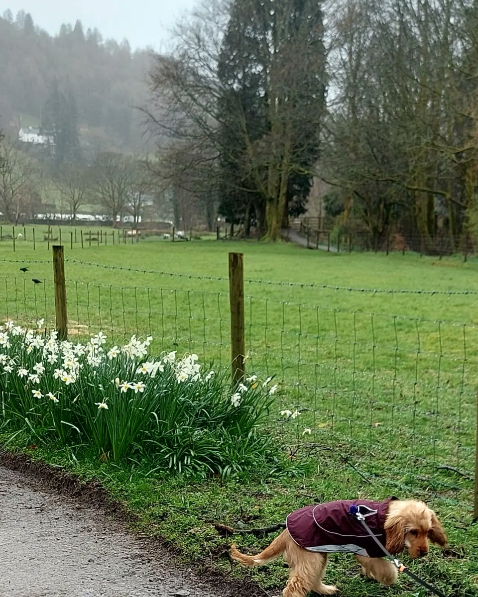 First trip to beautiful Grasmere today.😀🐾