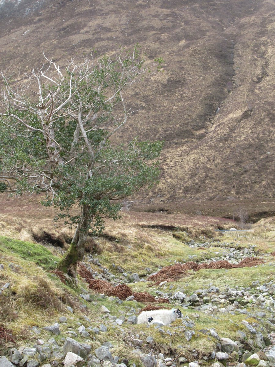 Post #ASSW2024 took us to the West Highland Way for three and a bit days of a walking adventure. We walked the second half and it was fabulous. We did luck out with the most amazing weather which aloud us to have the best views of the highest peaks in the Highlands. Amazing.