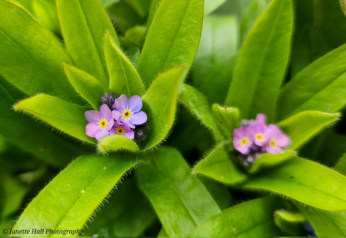 Forget-me-nots 🩷
#forgetmenot #spring #springflowers #weather #loveukweather #lancashire #colours #color #nature #NaturePhotography #NatureBeauty #naturelovers #sky #sun #midgehall #flowers #pink