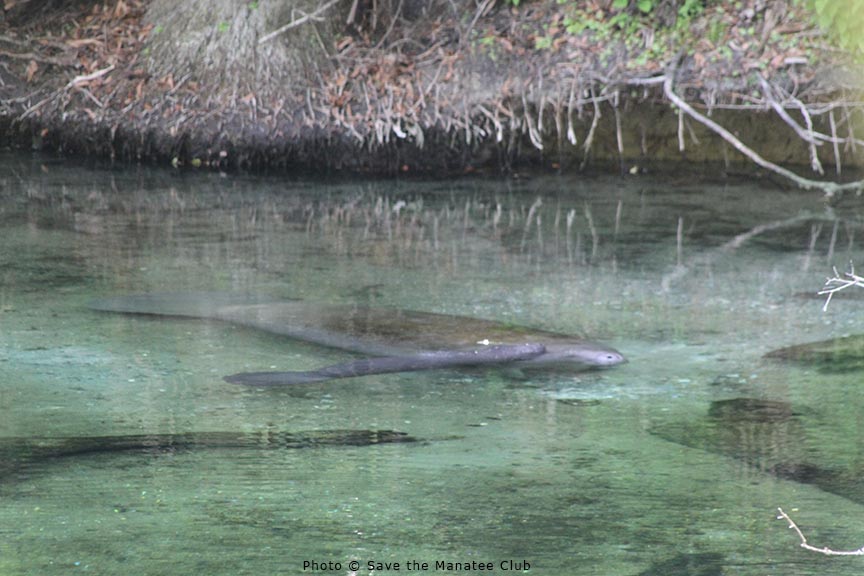 savethemanatee tweet picture