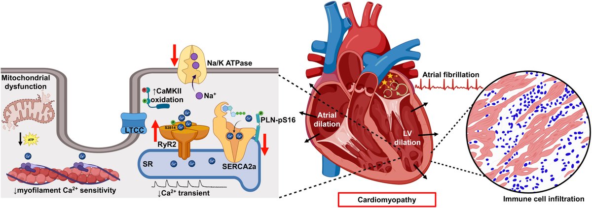 JACC Journals tweet media