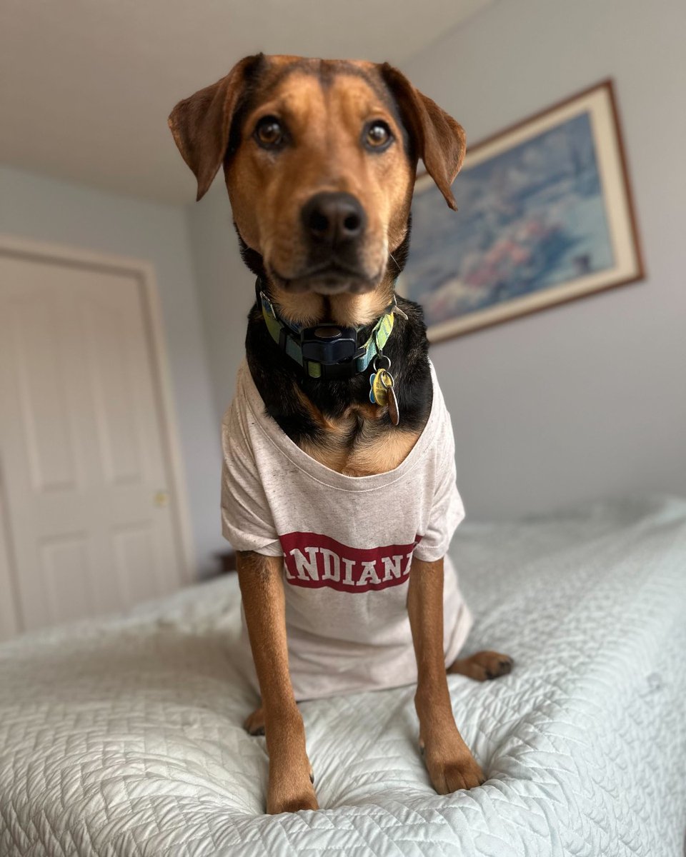 IU Day is April 17. Share in the fun and support the university you love! Wear your favorite IU and Kelley gear. Wave your pennant proudly. Post a favorite throwback pic—and tag your IU besties (including your four-legged BFFs).