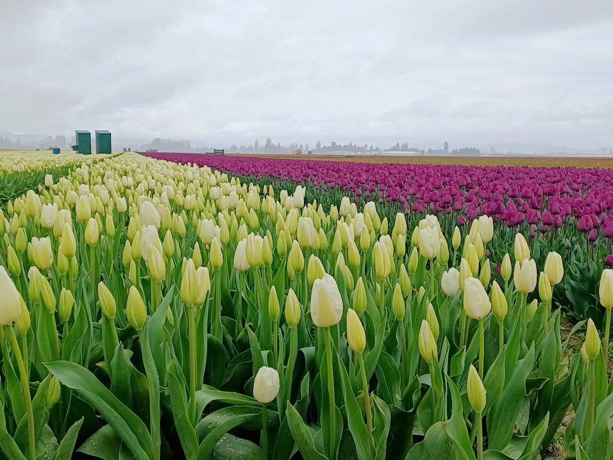 Pouring rain weekday morning,  tulip fields almost to ourselves. #Skagit #tulips #PNW #GetOutside #SkagitTulips