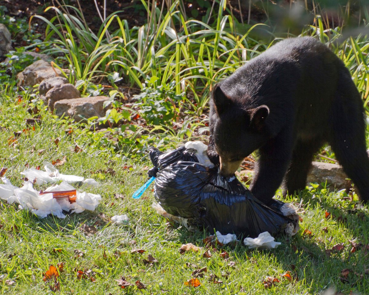 Do you live in a Wildlife Area? In partnership with WildSafe BC, we are hosting an information session at City Hall on Monday April 15 from 6 to 8pm, about reducing wildlife conflicts. For more information on how to register, visit chilliwack.com/BearAware.