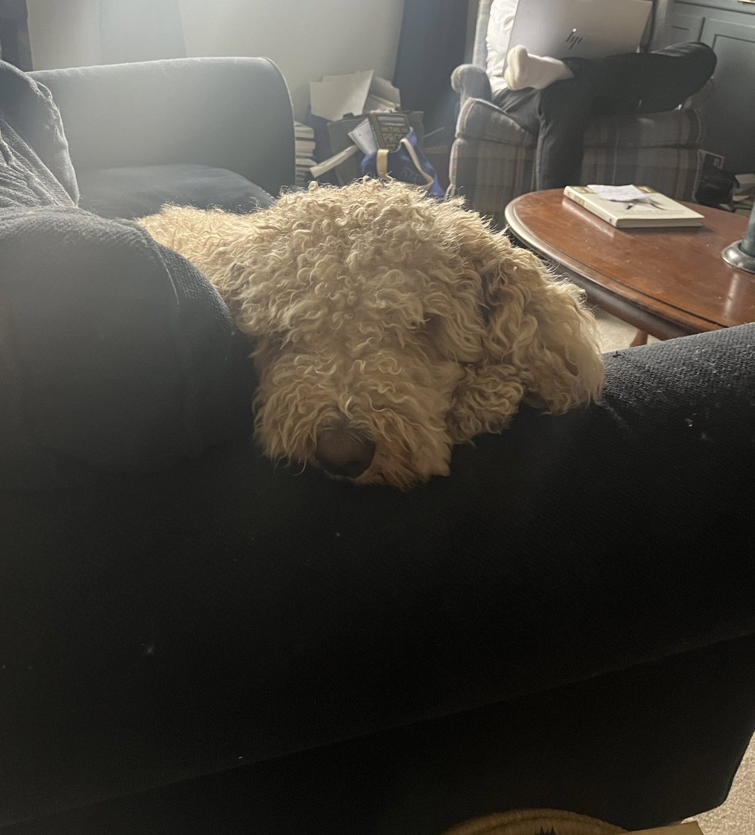 doodles are meant to have allergic reaction to basic dog food

everything in them is an affront to their doggy ancestors

this is an attack on golden doodles