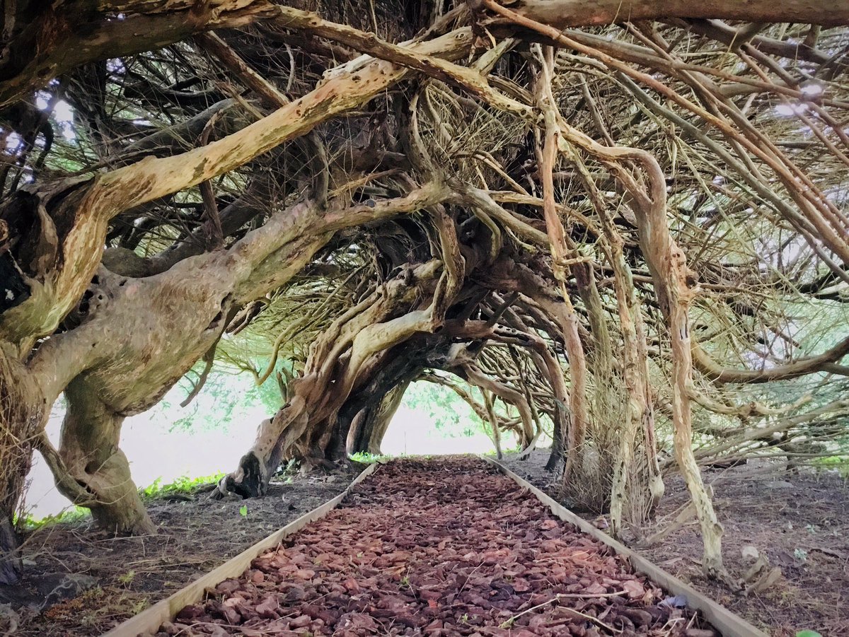 First time seeing the Yew Tree Tunnel, located in @Aberglasney Garden, which is set in the Tywi Valley, Carmarthenshire, Wales. Planted during the eighteenth century by the Dyer family. When the yew trees had grown tall, they were bent over to form an extended arch to create a…