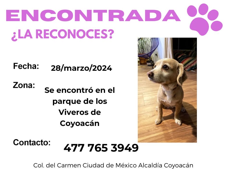 #CDMX ayúdanos a encontrar a su familia @MascotasSismo @CaninaAmber @UbicapetMexico @PerrosPerdidosA @PerrosPerdidosA @PrrosPerdidosMX @PerdiMiMascota @PerdiDogsMx @lawera33 @mascotasdifunde ⁦@dondeestuvo⁩